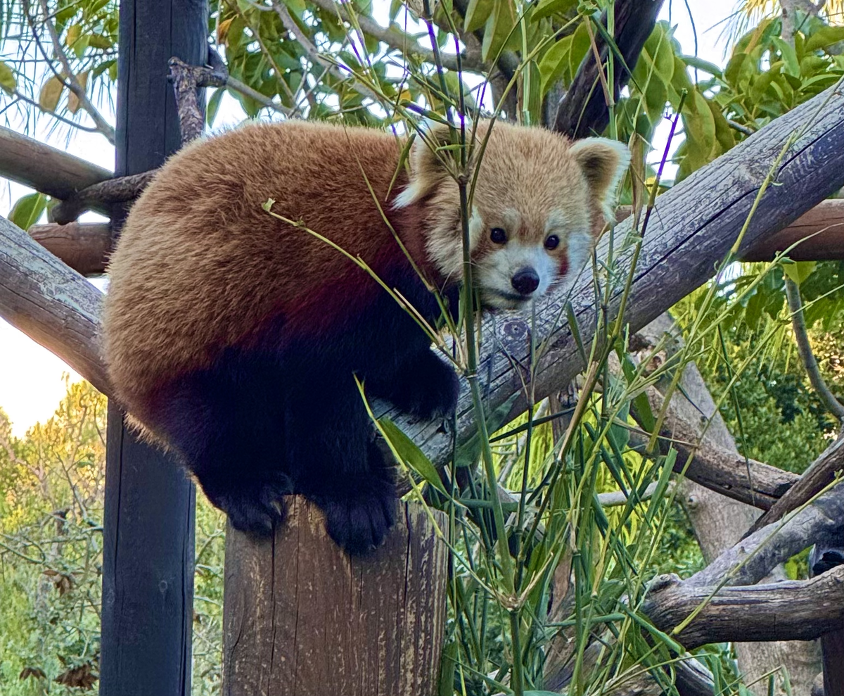 Selwo Aventura в Испании, красная панда 