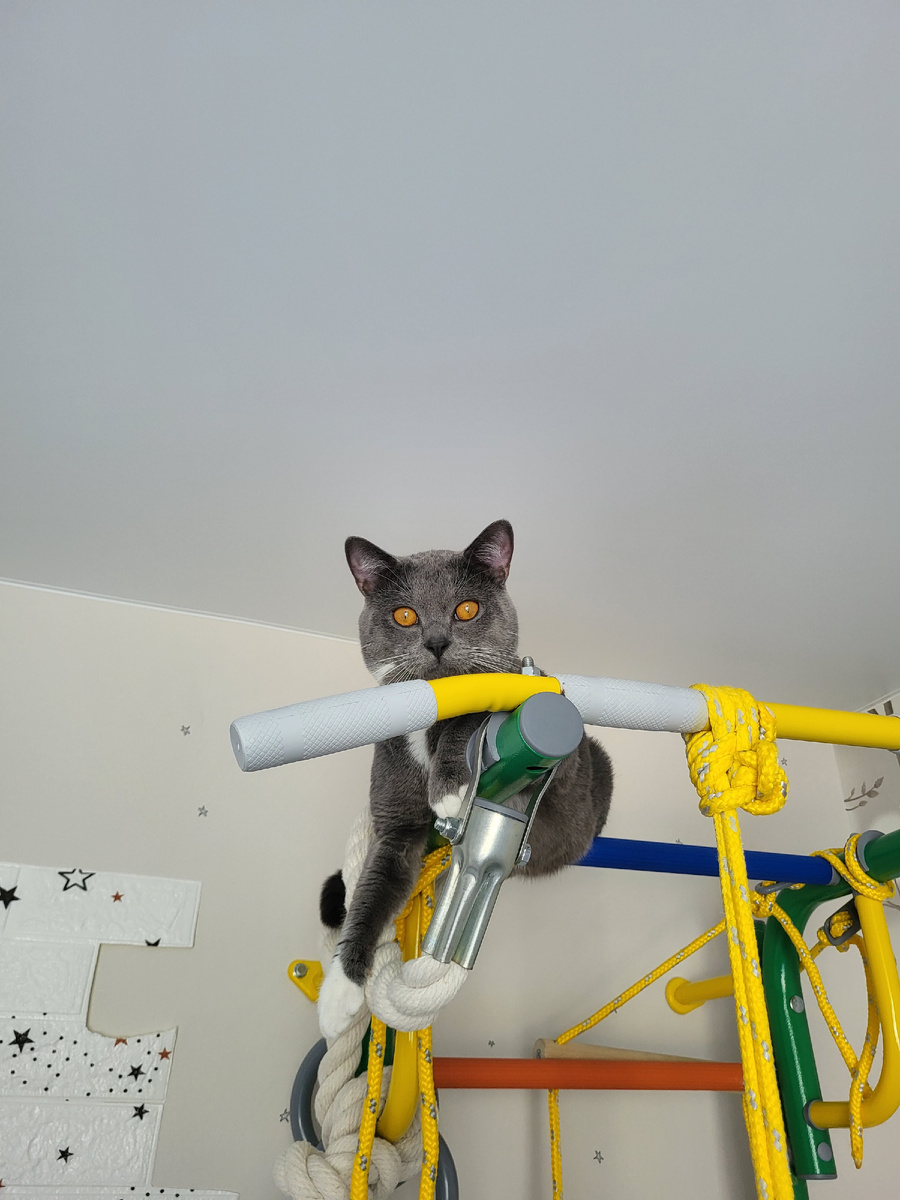 Спортивный кот, счастье в семье😁