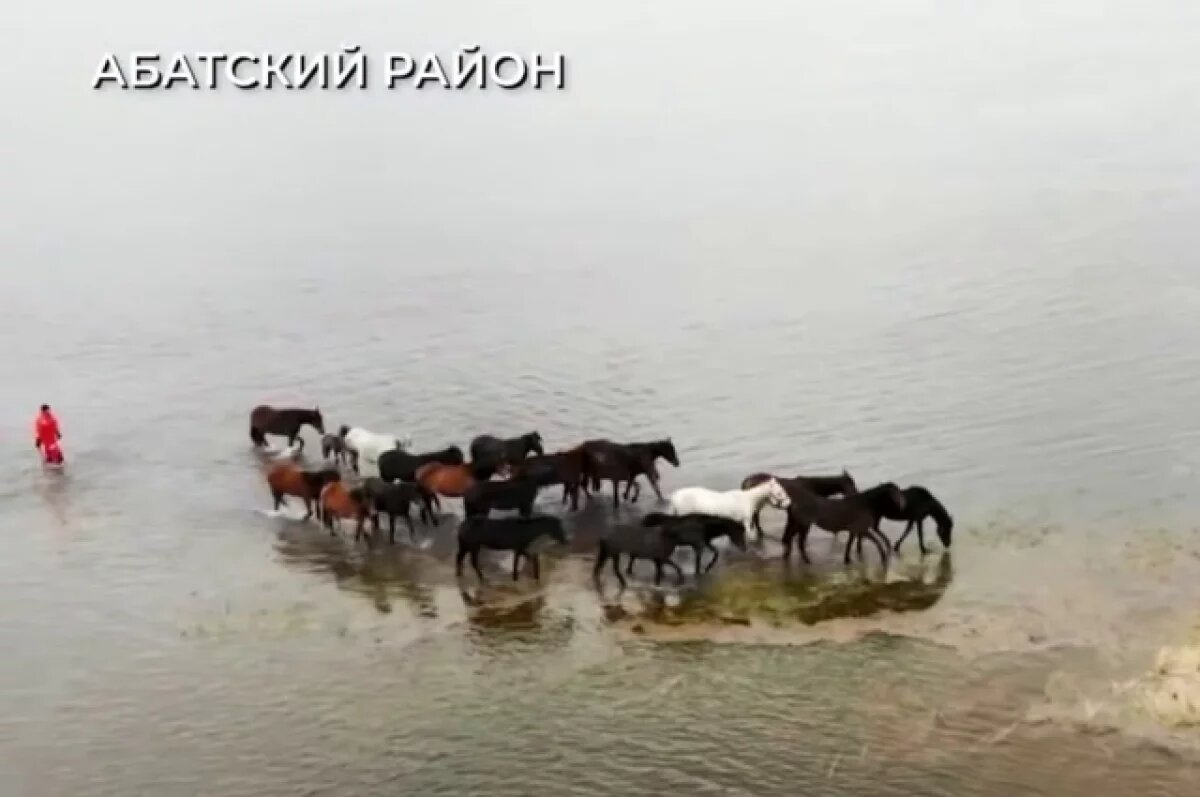    Тюменцы спасли 62 лошадей и овец из плена паводка