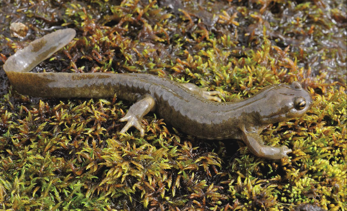 Углозуб сибирский