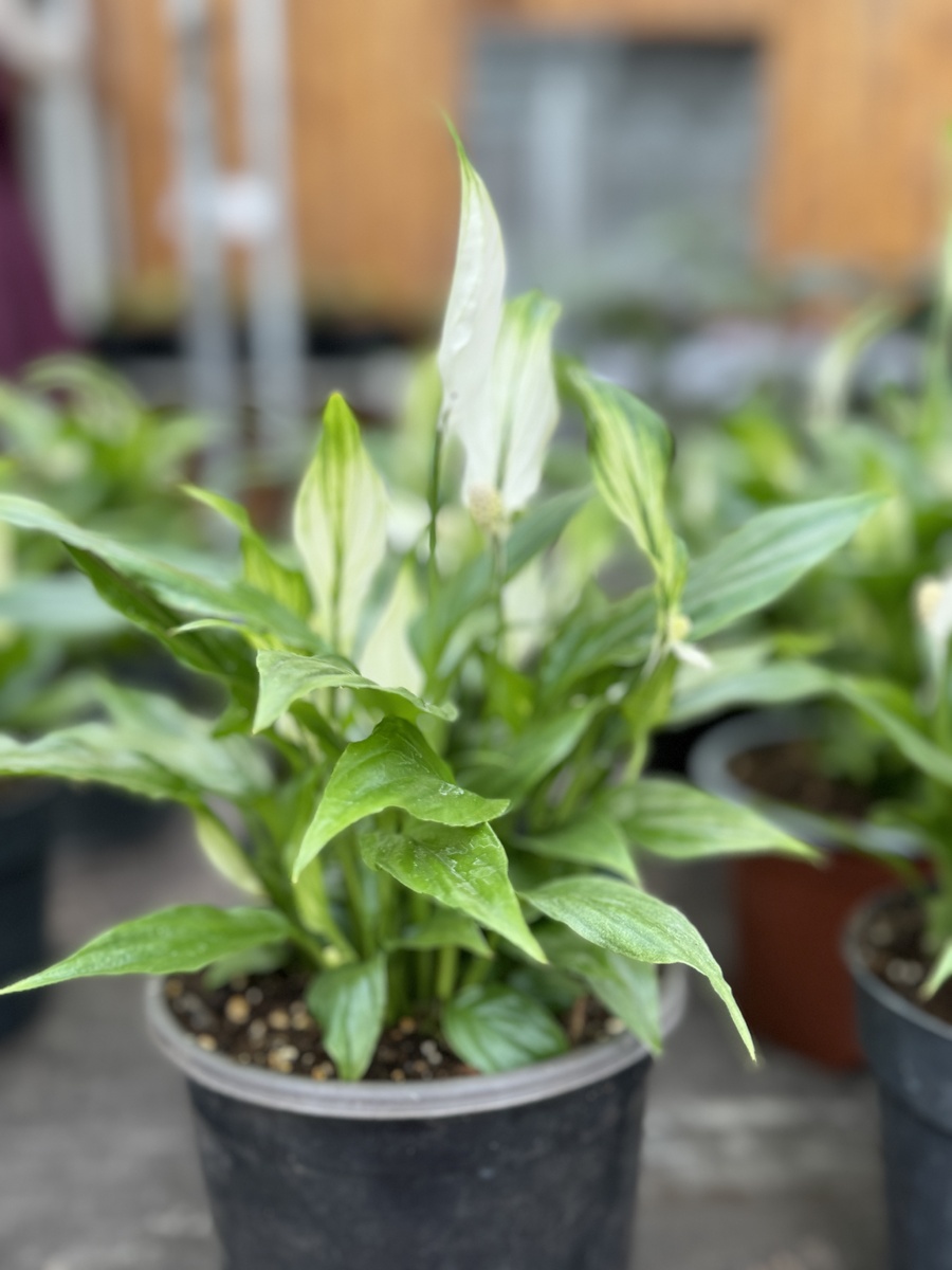 Спатифиллум перл купидо 15/25