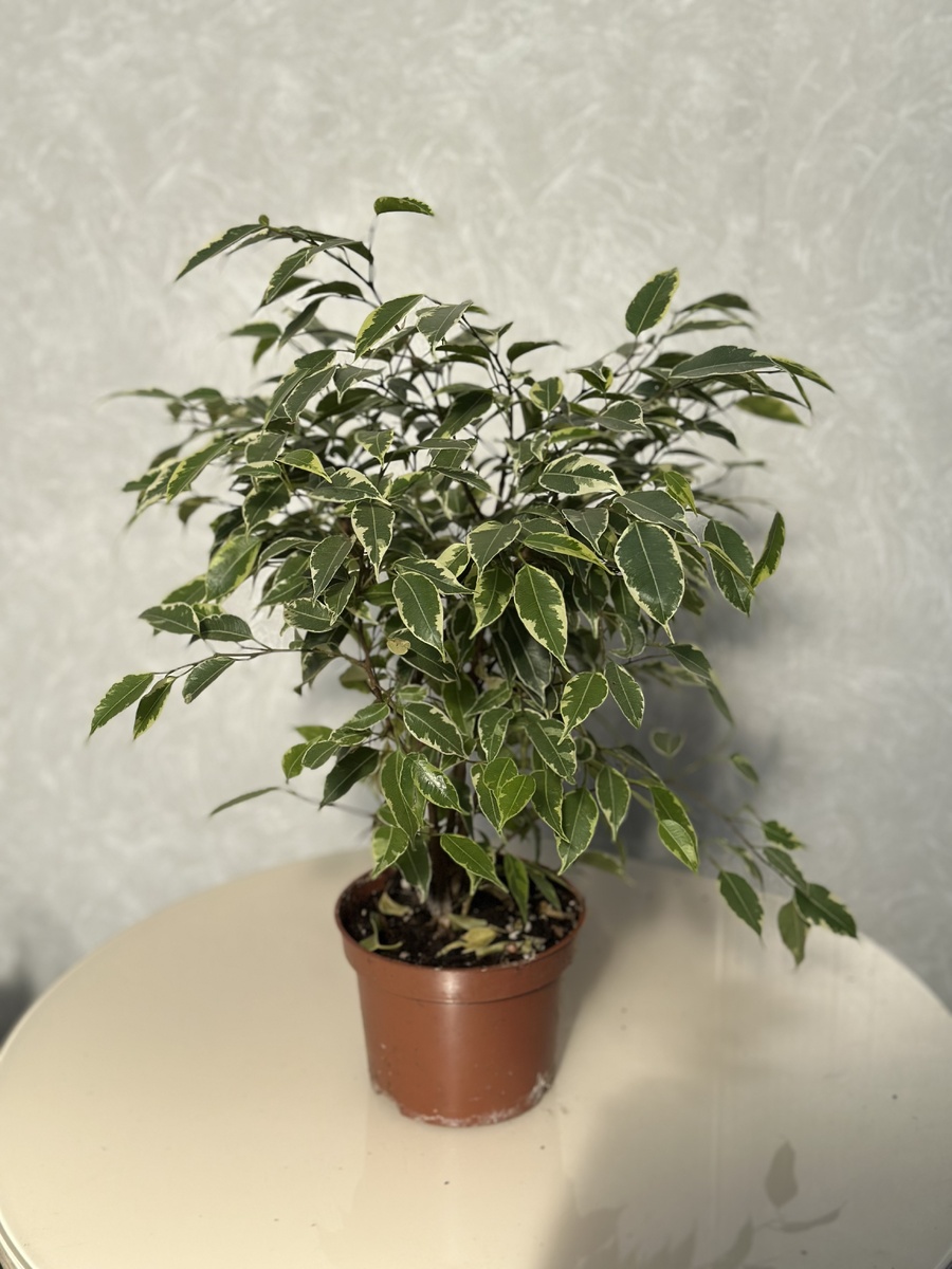 Фикус Бенджамина 12/20