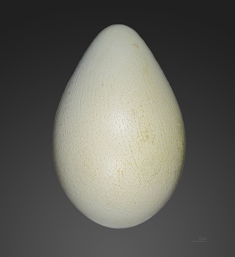    Яйцо императорского пингвинаWikipedia