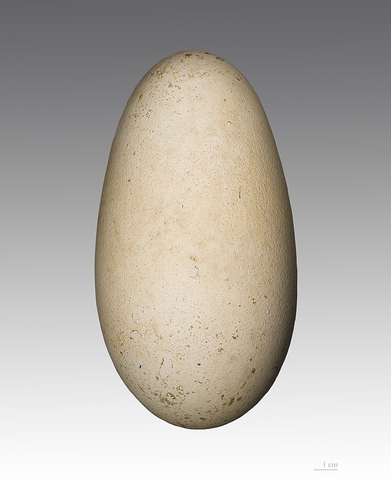    Яйцо альбатросаWikipedia