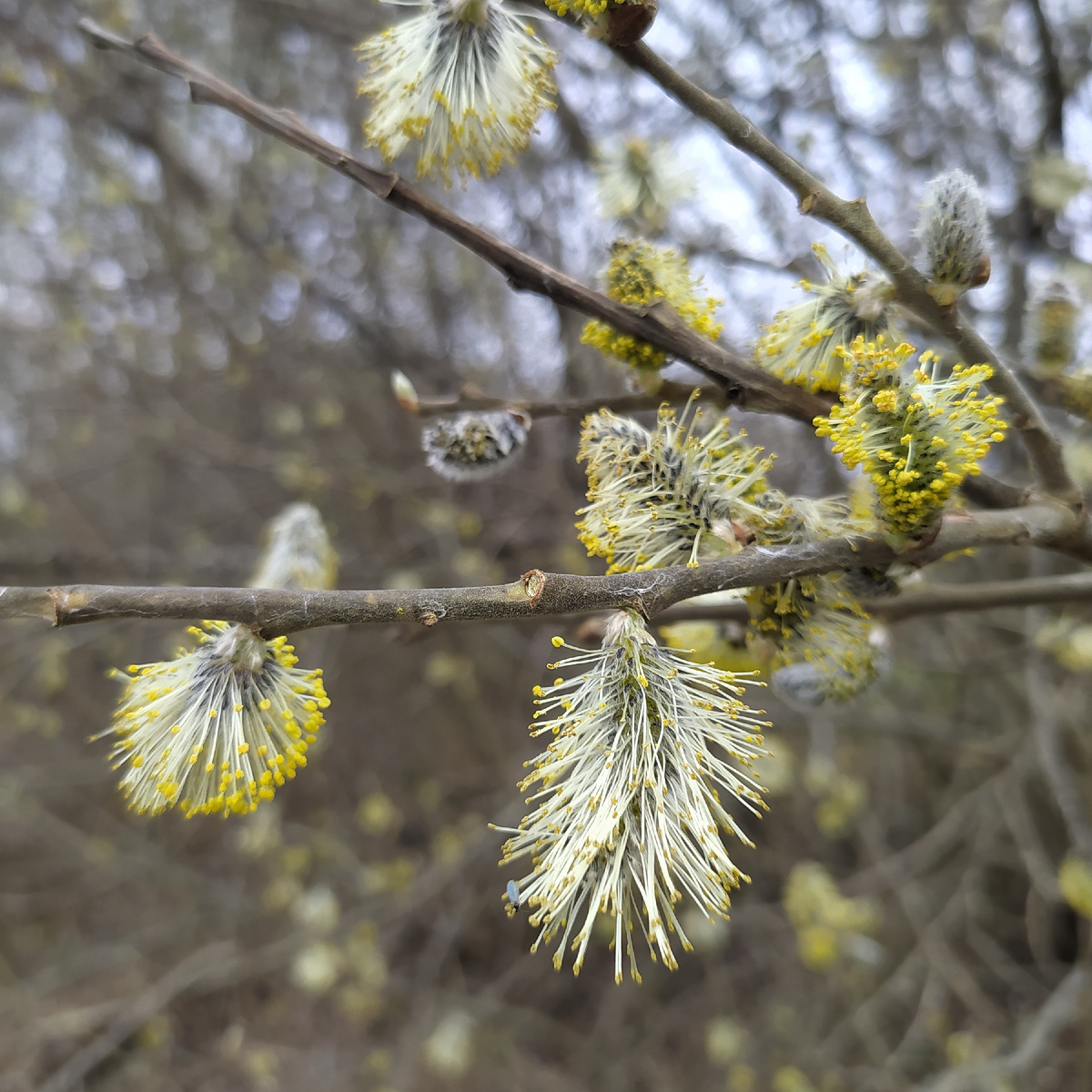 Просто весна