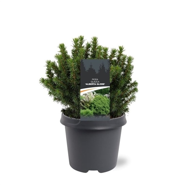Ель Glauca Alberta Globe 23/35