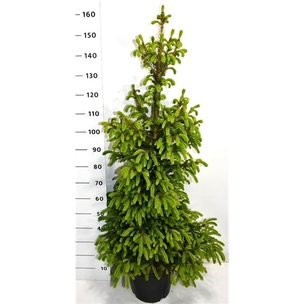 Ель Ab Will's Zwerg 32/160