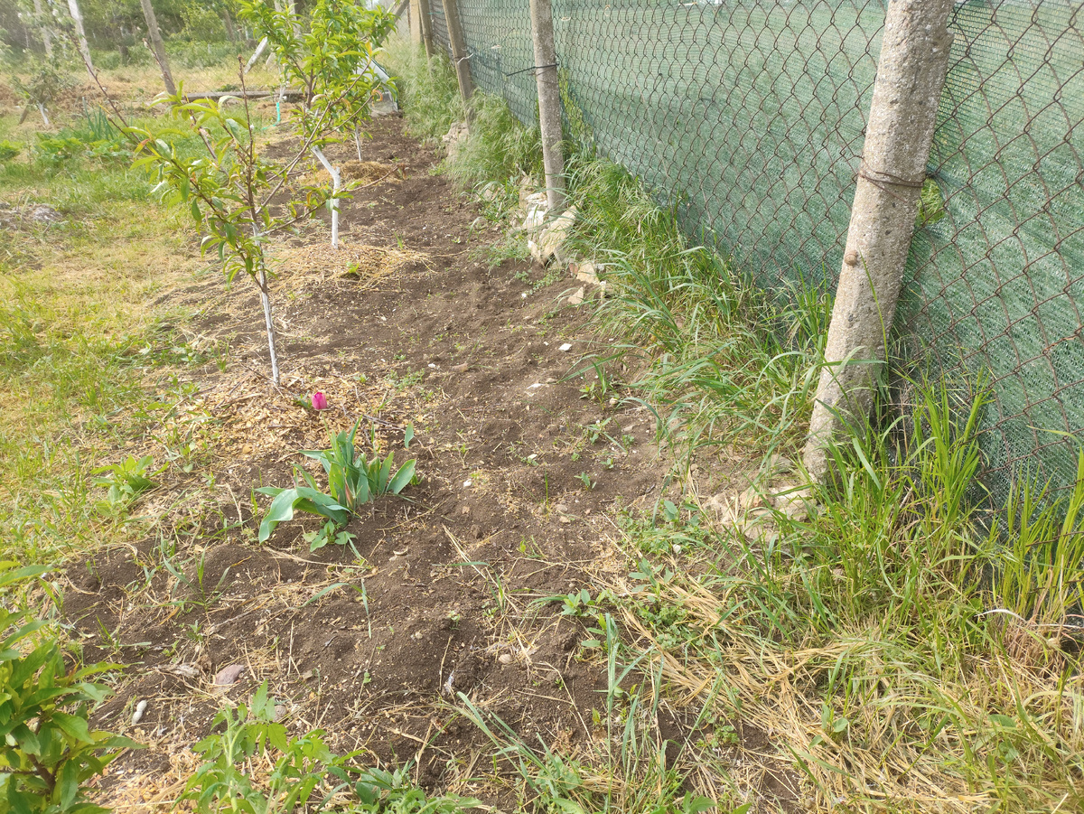 Вот тут будут помидоры... 