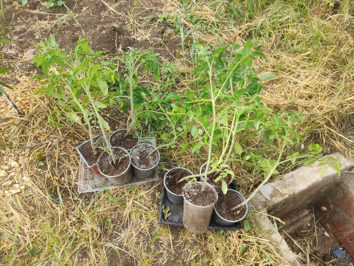 Вот и помидоры