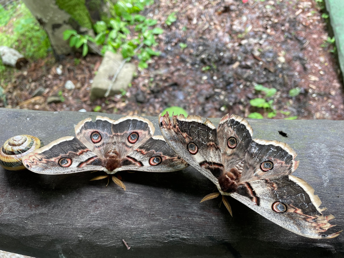 Мотыльки, Хостинский район, Вольница.
