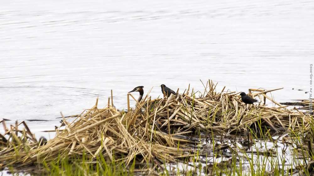 2. Чомга и скворцы © NickFW.ru — 02.05.2025г.