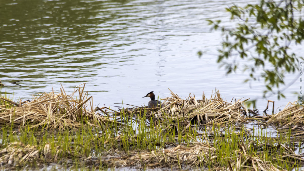 1. Чомга у гнезда © NickFW.ru — 02.05.2025г.