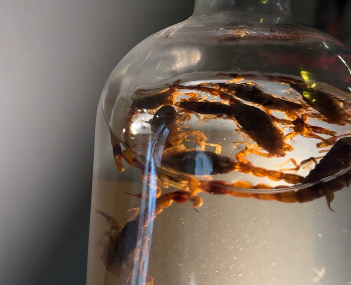 Настойка на скорпионах в Лапша на уши бар