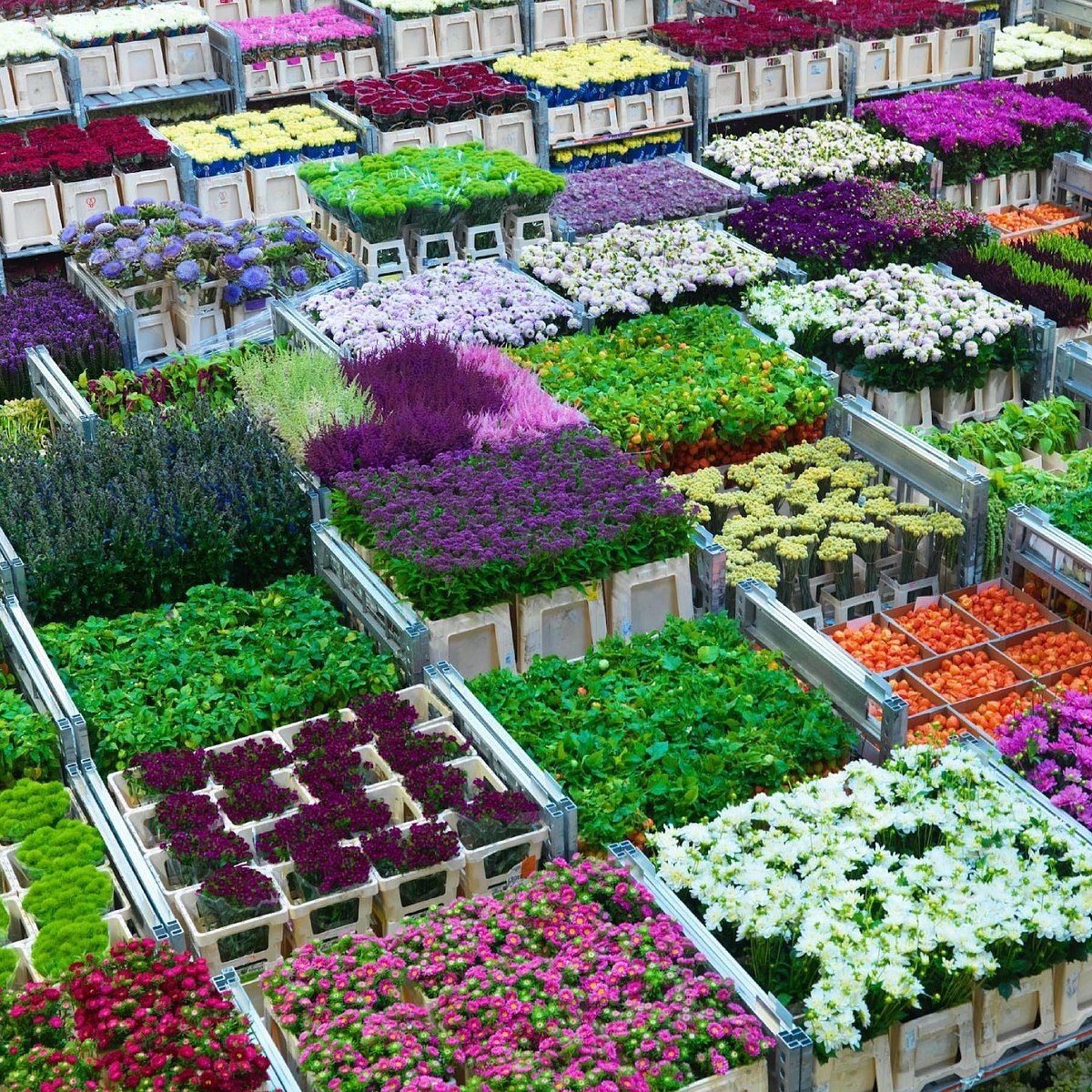 Срезанные цветы на продажу