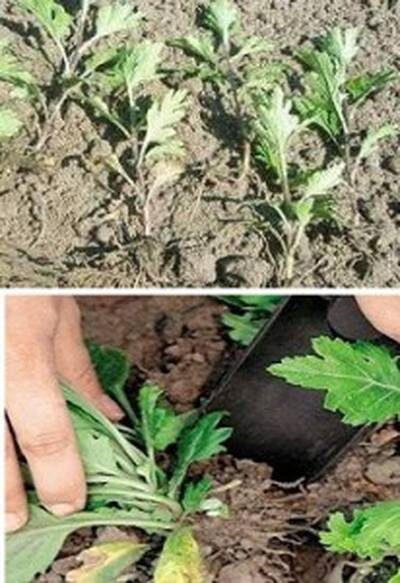 посадка хризантем