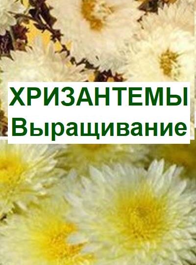 Как ухаживать за хризантемами