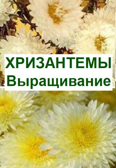 выращивание хризантем