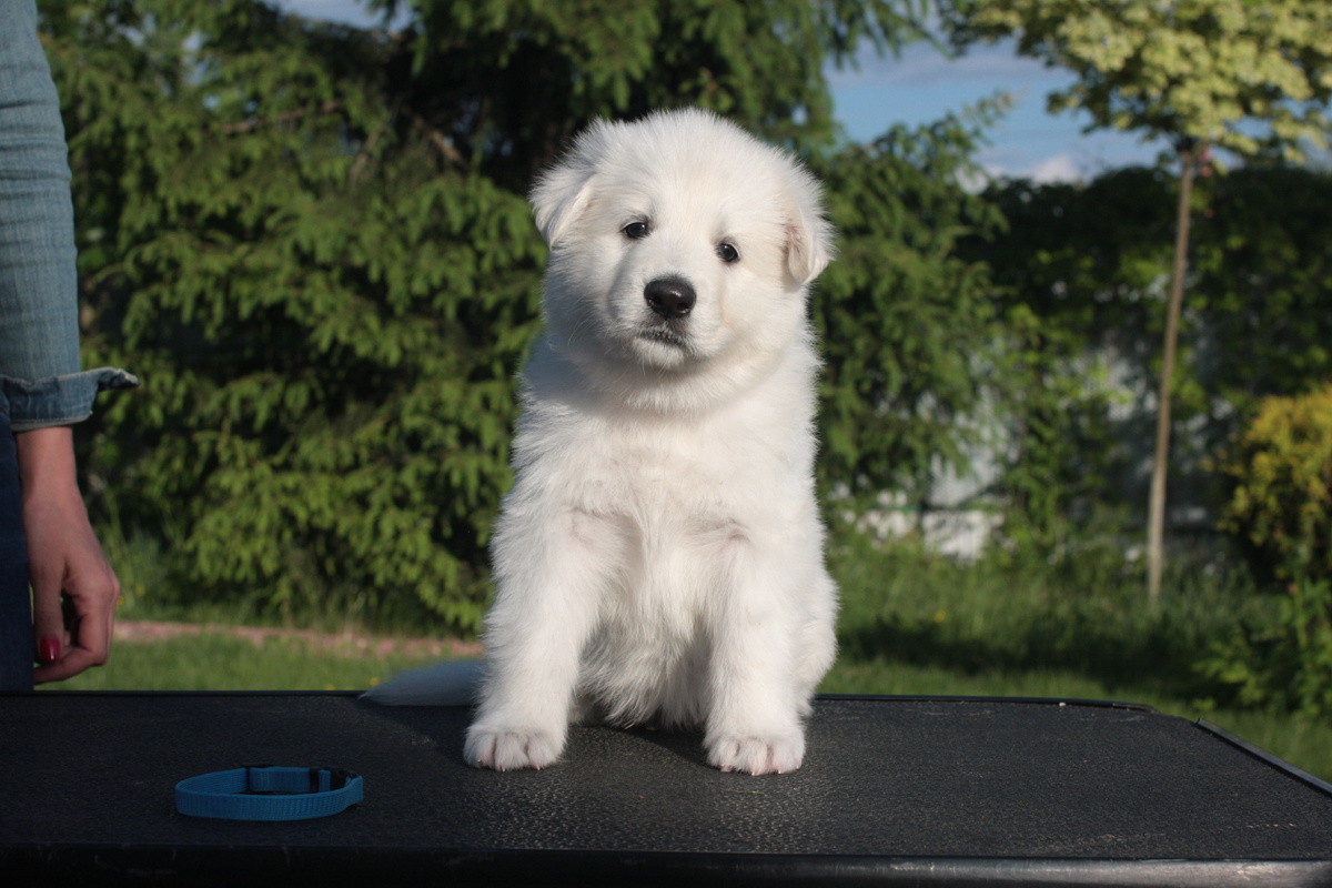 Я нашла фотку того времени. Именно она поможет читателю понять мои, заводчика, чувства. когда ты ищешь лучшие руки вот такому созданию...