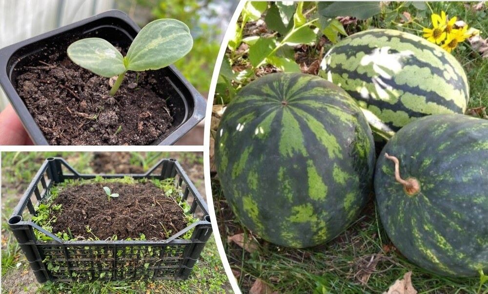 Фотоколлаж автора 