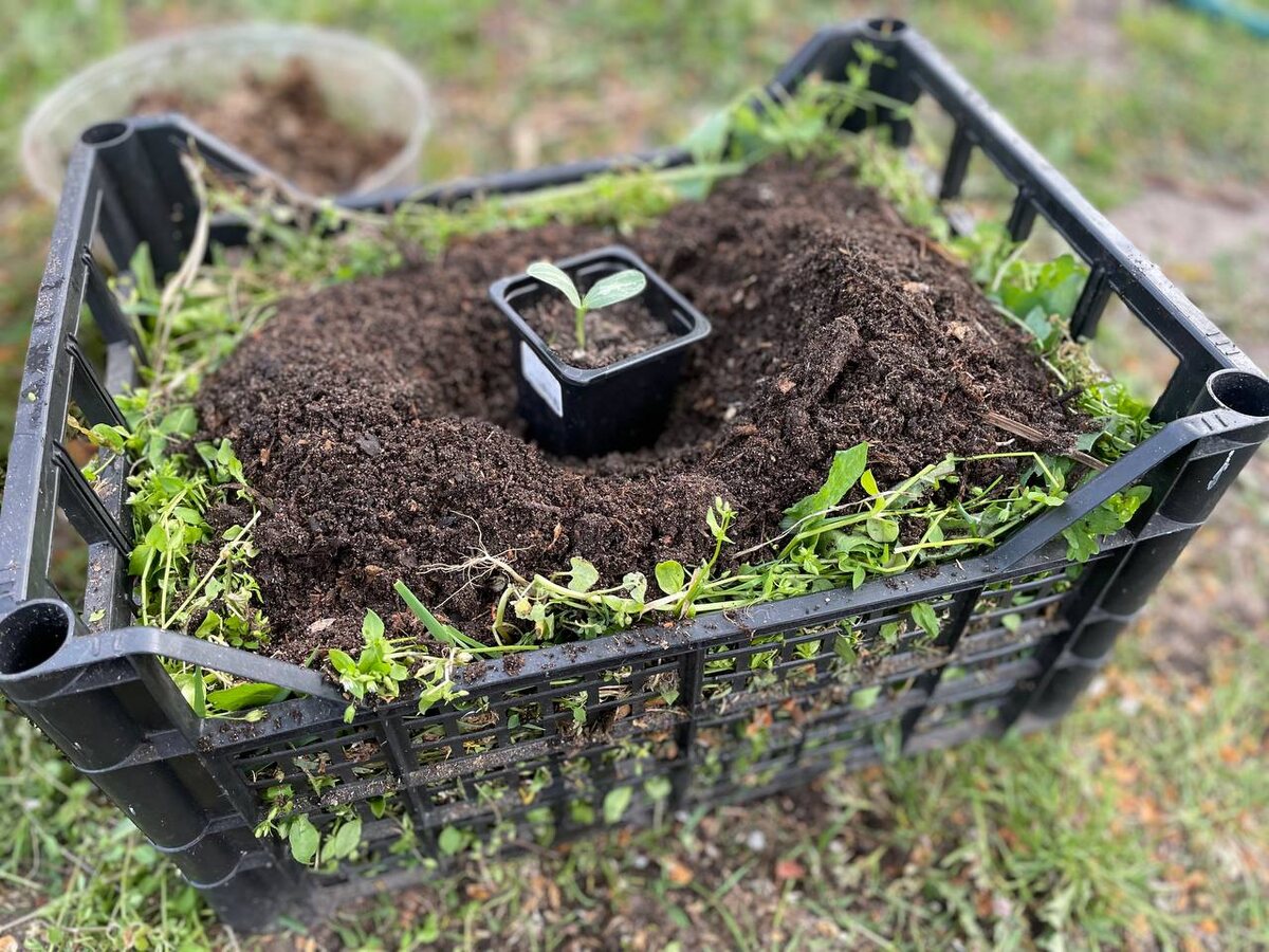 Посев арбузов в теплые ящики в середине апреля. Фото автора