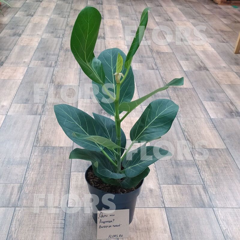 Фикус Эудрей (Одри)