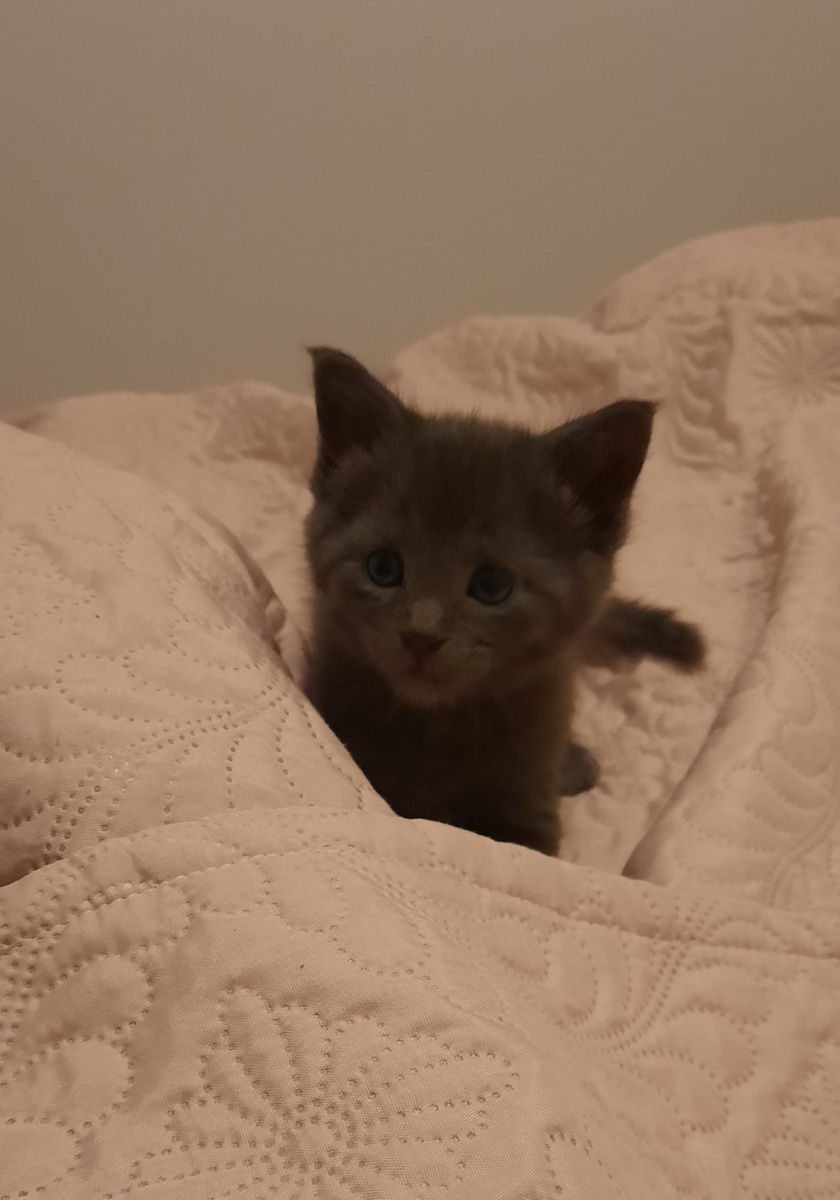 Вивьен 1 месяц