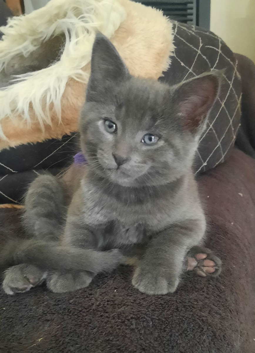 Фотографироваться Вивьен не любила, ее фотографий немнго