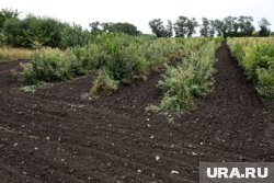     Кислую почву можно определить даже по внешнему виду Екатерина Сычкова © URA.RU