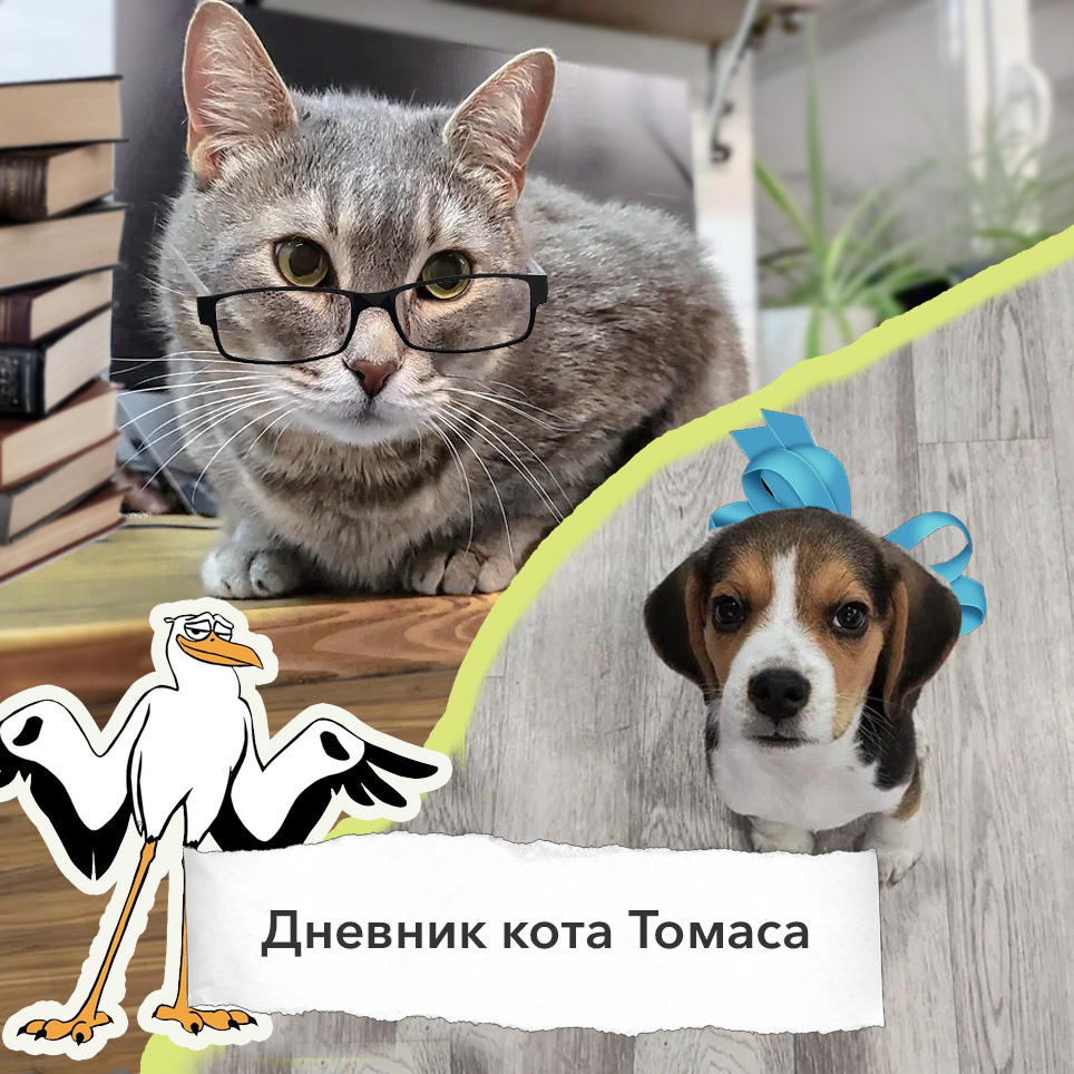 #Дневник кота Томаса. Пополнение