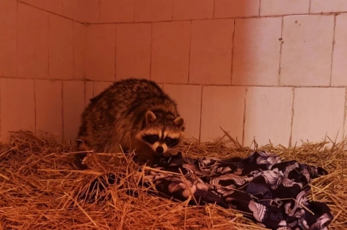    Южноуральские нотариусы взяли шефство над спасенным зоозащитником енотом