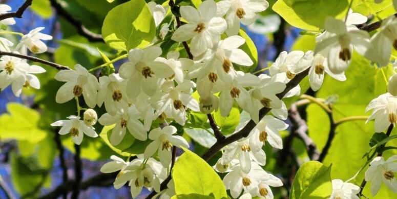    Цветущая синоджакия. Фото: vk.com/npsochi_dendrarium