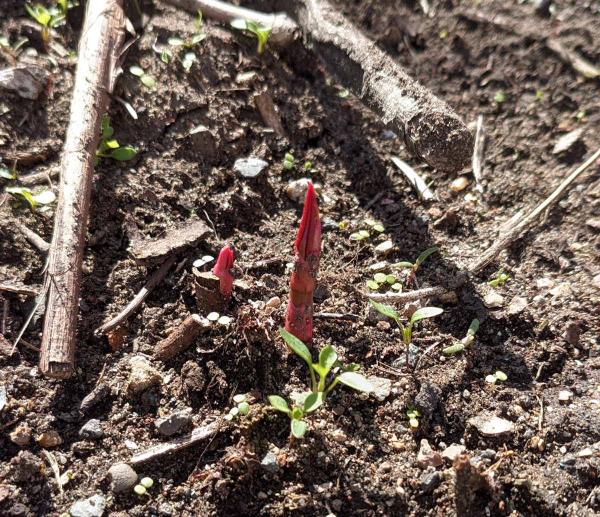 Всё начинается с маленького красноватого побега. 