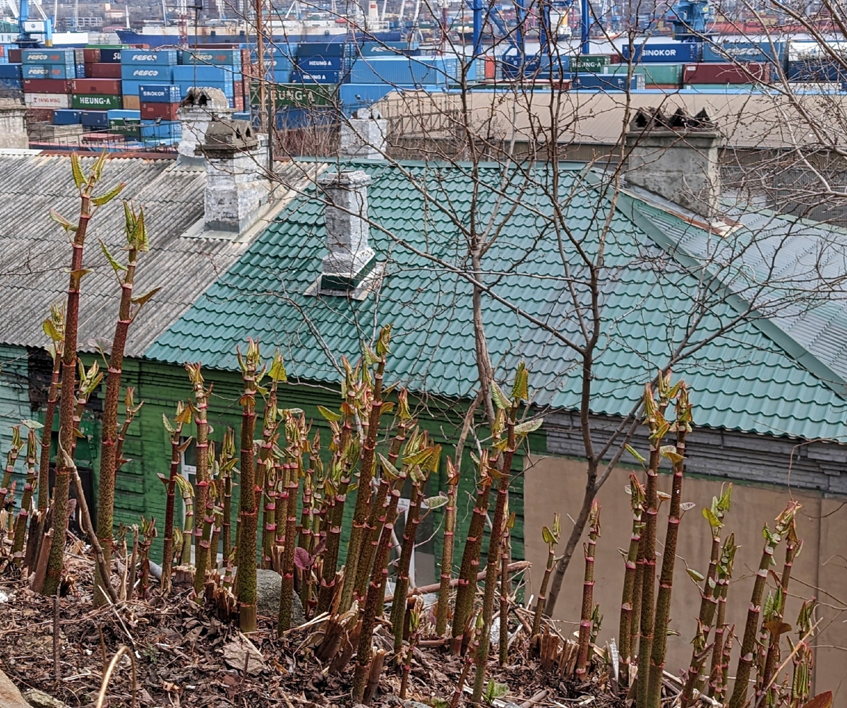 В конце апреля — начале мая начинается невероятно быстрый рост рейнутрии сахалинской. 