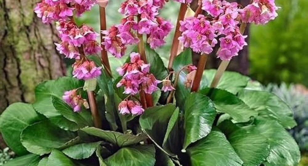 Бадан: красивое решение для тенистого участка