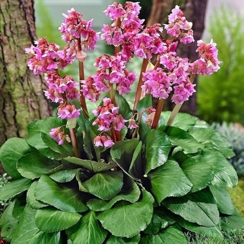 Фото: бадан сердцелистный