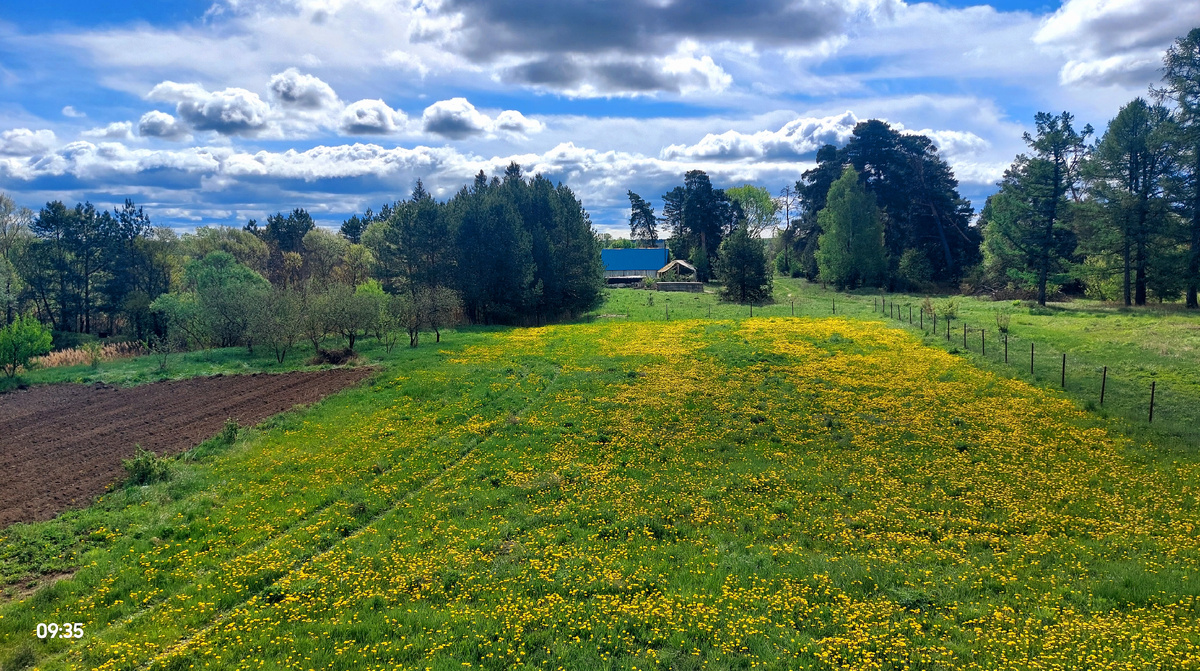 Традиционно майская картинка "Золотой луг". Вот уж от одуванчика нам никогда не избавиться