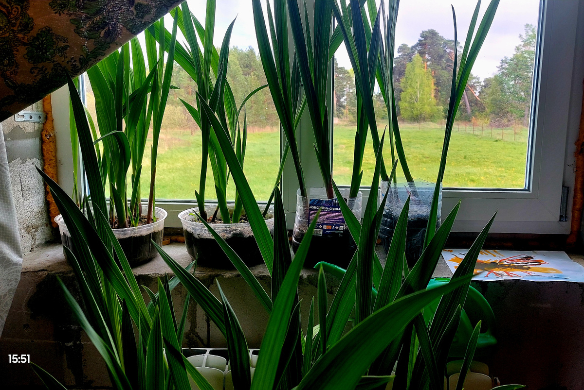 Мои гладиолусы в горшках, которые ждут переезда в цветник