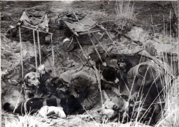 Дежурная упряжка в укрытии. 3-й Белорусский фронт. 09.05.1944 г. Фото Микулиной Е.С.