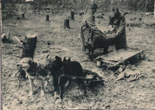 Эвакуация раненого с поля боя собачьей упряжкой на санитарные носилки. 3-й Белорусский фронт. 09.05.1944 г. Фото Микулиной Е.С.