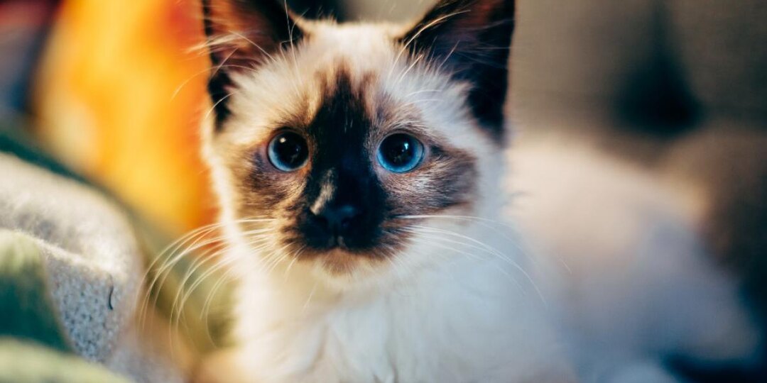 Красиво, но бесполезно: какие клички кошки игнорируют с первого дня