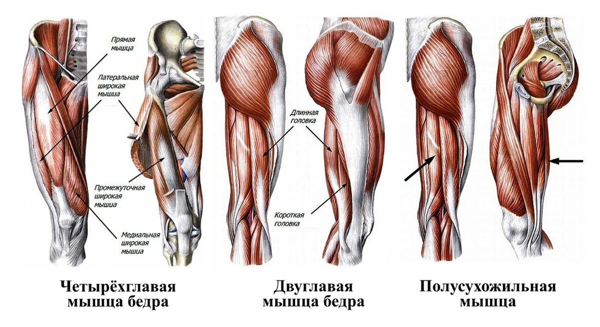 Мышцы передней и задней поверхности бедра