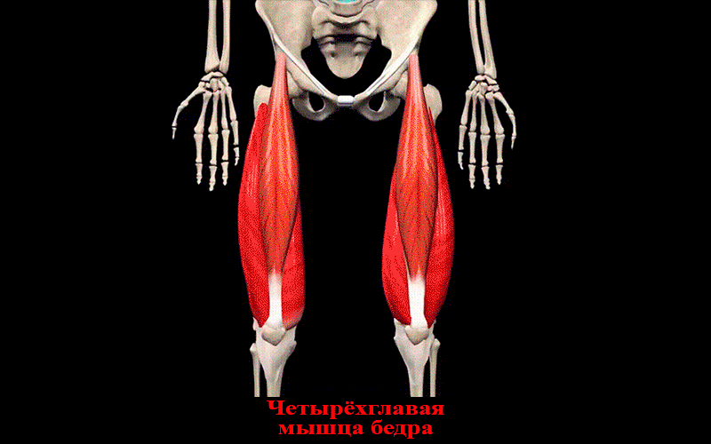 Мышцы передней поверхности бедра