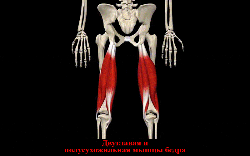 Мышцы задней поверхности бедра