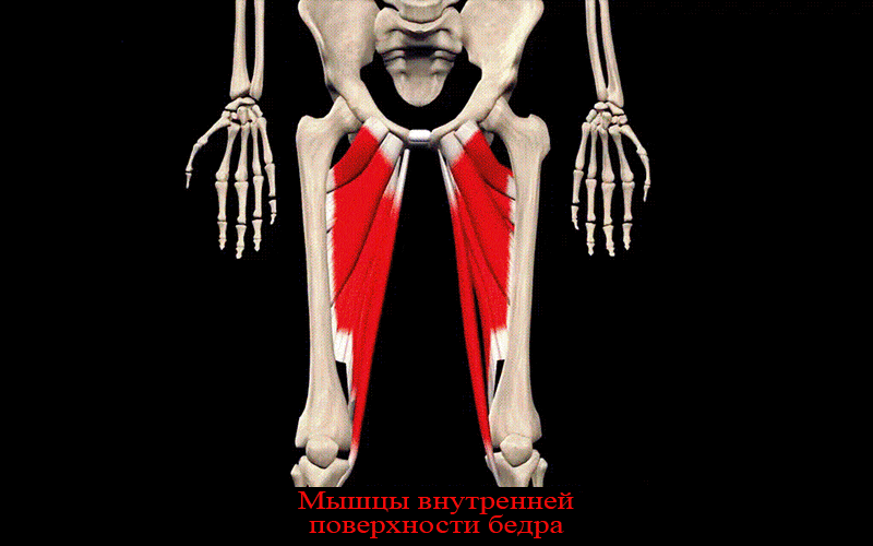 Мышцы внутренней поверхности бедра