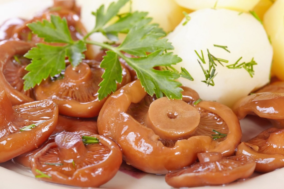    Секрет сибирских рыжиков в бересте раскрыт