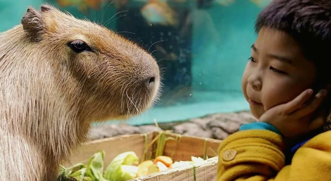 В Японии капибары пользуются очень большой популярностью.