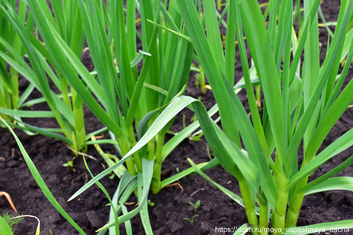 Семейный чеснок