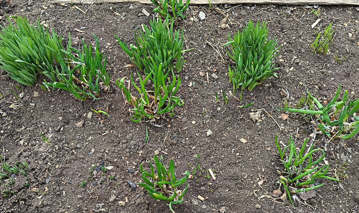 Нарциссы и лук бутун.