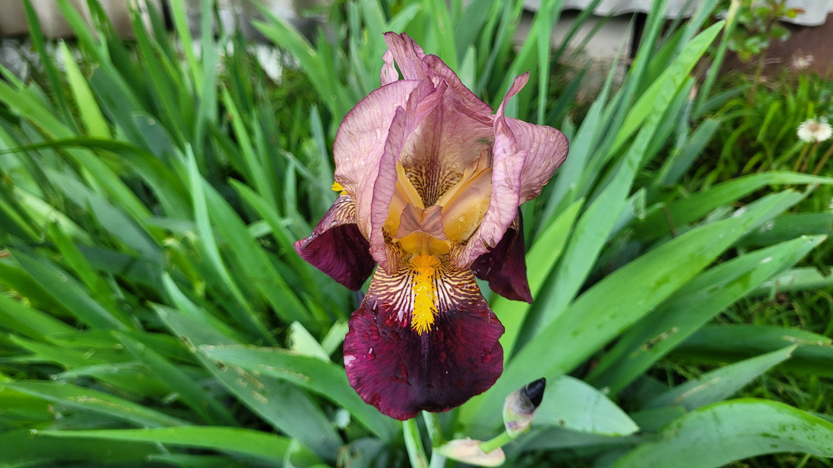 Ирисы расцвели