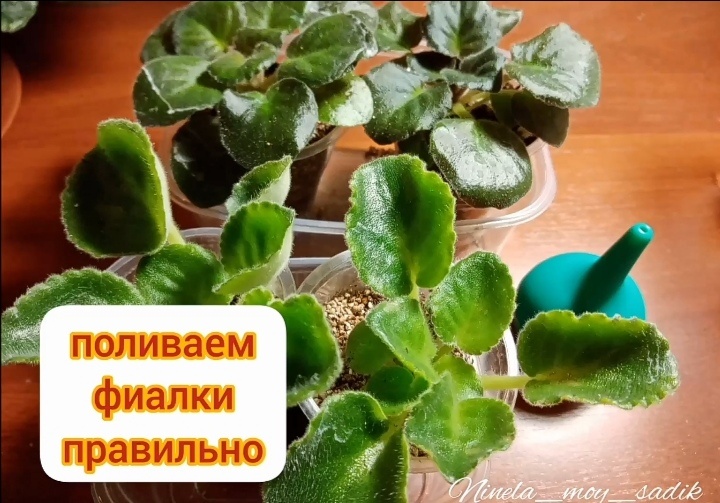 три метода полива фиалок/фото автора
